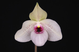 Paph. Lynleigh Koopowitz Rebel Berry Mist AM 81 pts